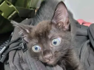 Gato raça SRD-ViraLata idade Abaixo de 2 meses nome Dorgineia