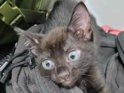 Gato raça SRD-ViraLata idade Abaixo de 2 meses nome Dorgineia