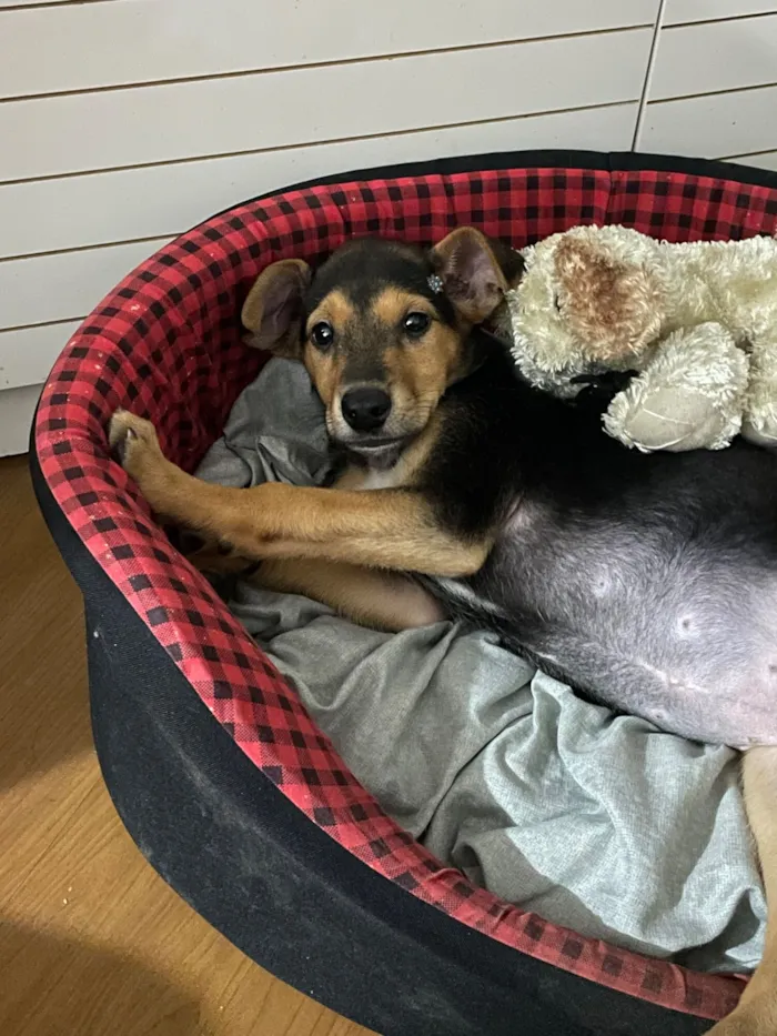 Cachorro raça SRD-ViraLata idade Abaixo de 2 meses nome Kakau