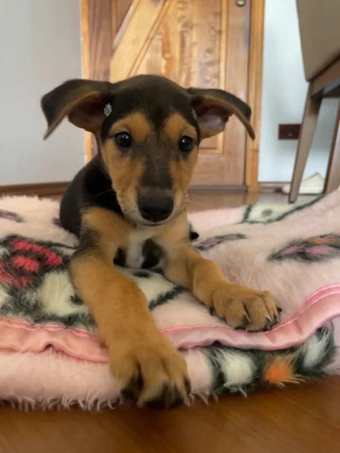 Cachorro raça SRD-ViraLata idade Abaixo de 2 meses nome Kakau