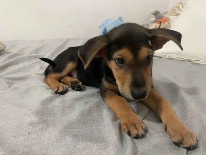 Cachorro raça SRD-ViraLata idade Abaixo de 2 meses nome Kakau