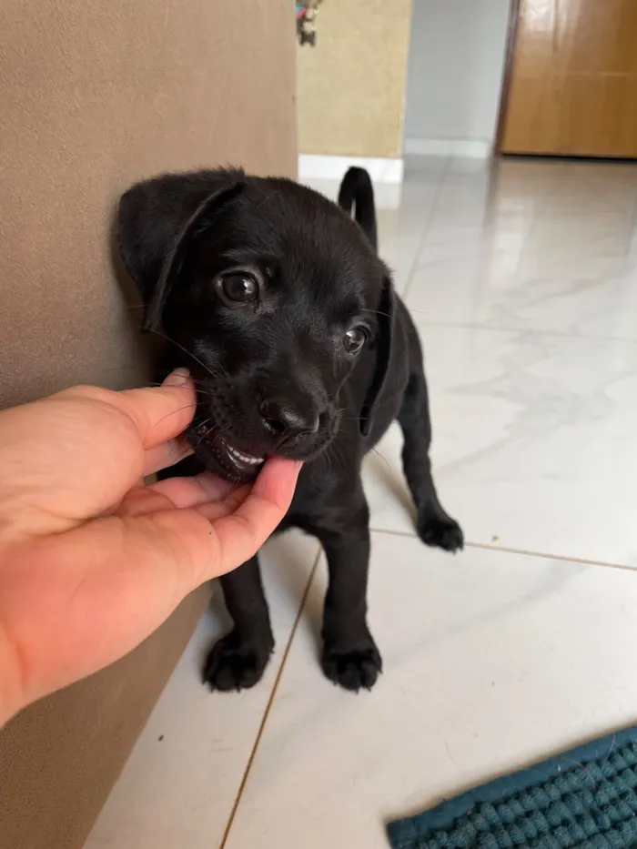 Cachorro raça SRD-ViraLata idade 2 a 6 meses nome Otto