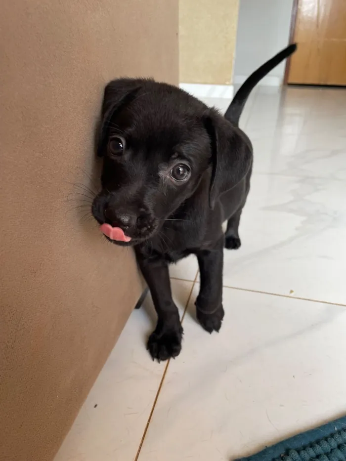 Cachorro raça SRD-ViraLata idade 2 a 6 meses nome Otto