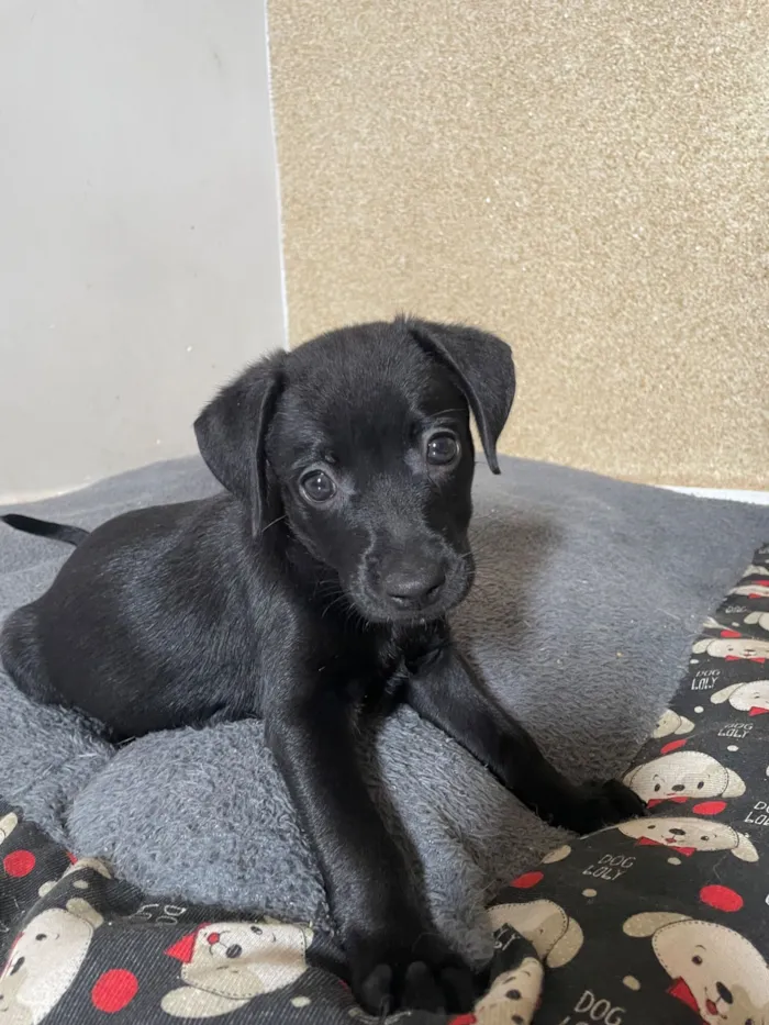 Cachorro raça SRD-ViraLata idade 2 a 6 meses nome Otto