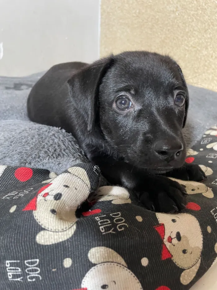 Cachorro raça SRD-ViraLata idade 2 a 6 meses nome Otto