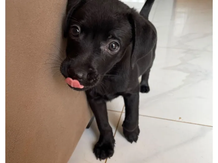 Cachorro raça SRD-ViraLata idade 2 a 6 meses nome Otto