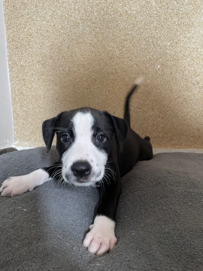 Cachorro raça SRD-ViraLata idade 2 a 6 meses nome Wandinha 