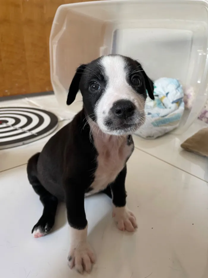 Cachorro raça SRD-ViraLata idade 2 a 6 meses nome Wandinha 