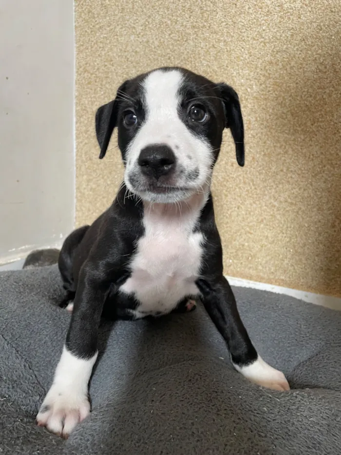 Cachorro raça SRD-ViraLata idade 2 a 6 meses nome Wandinha 