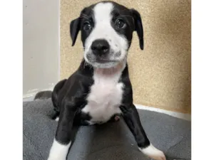 Cachorro raça SRD-ViraLata idade 2 a 6 meses nome Wandinha 