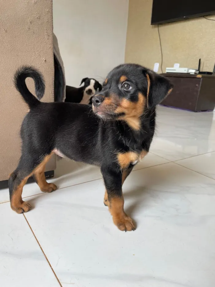 Cachorro raça SRD-ViraLata idade 2 a 6 meses nome Marley 