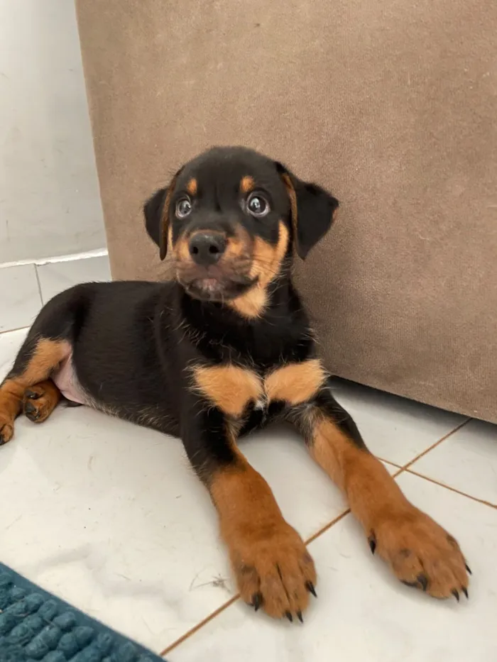 Cachorro raça SRD-ViraLata idade 2 a 6 meses nome Marley 