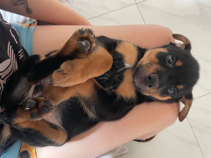 Cachorro raça SRD-ViraLata idade 2 a 6 meses nome Marley 