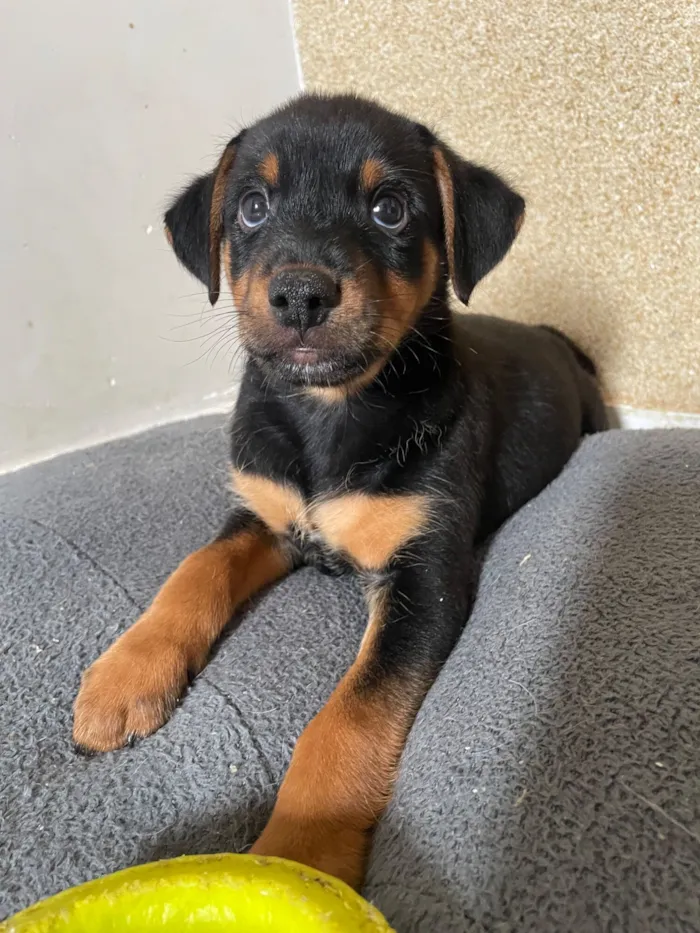 Cachorro raça SRD-ViraLata idade 2 a 6 meses nome Marley 