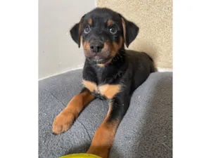 Cachorro raça SRD-ViraLata idade 2 a 6 meses nome Marley 