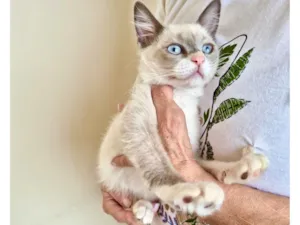 Gato raça Siamês idade 2 a 6 meses nome Nescau bb2meses Linda 