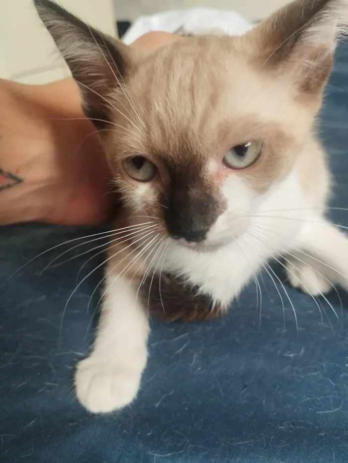 Gato raça SRD-ViraLata idade 2 a 6 meses nome Sem nome