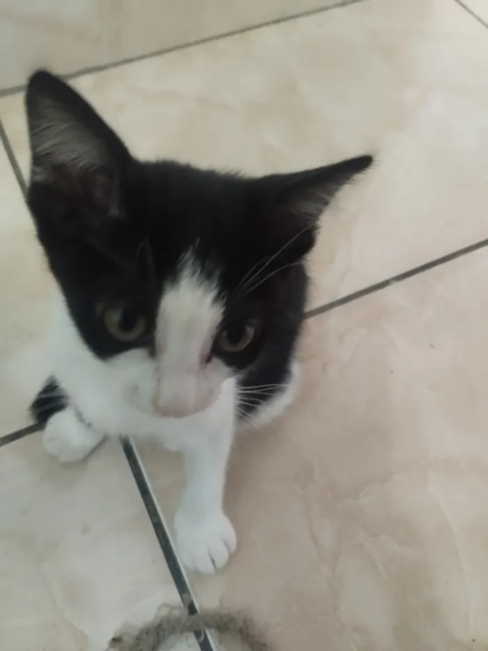 Gato raça SRD-ViraLata idade 2 a 6 meses nome Sem nome