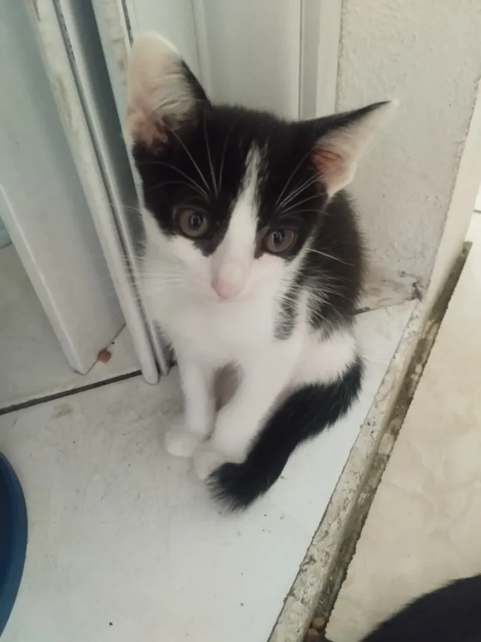 Gato raça SRD-ViraLata idade 2 a 6 meses nome Sem nome