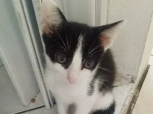 Gato raça SRD-ViraLata idade 2 a 6 meses nome Sem nome