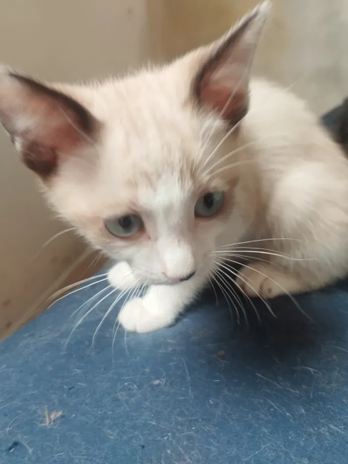 Gato raça SRD-ViraLata idade 2 a 6 meses nome Sem Nome