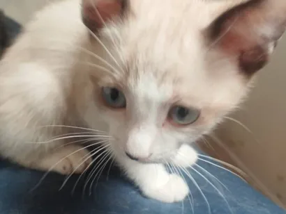 Gato raça SRD-ViraLata idade 2 a 6 meses nome Sem Nome