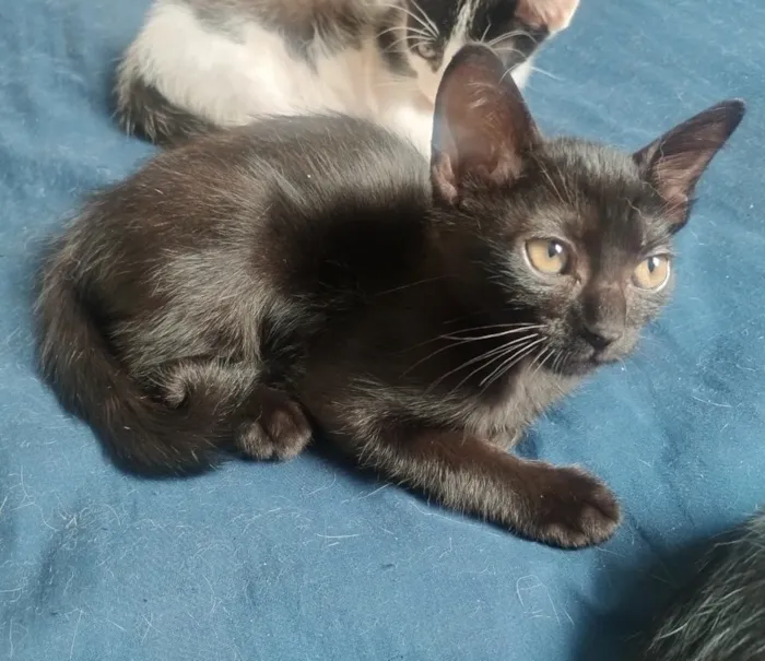 Gato raça SRD-ViraLata idade 2 a 6 meses nome Pretinho