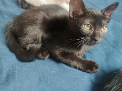 Gato raça SRD-ViraLata idade 2 a 6 meses nome Pretinho