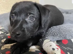 Cachorro raça SRD-ViraLata idade 2 a 6 meses nome Otto