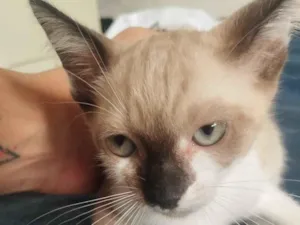 Gato raça SRD-ViraLata idade 2 a 6 meses nome Sem nome