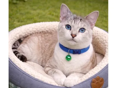 Gato raça SRD-ViraLata idade 7 a 11 meses nome Bartho 