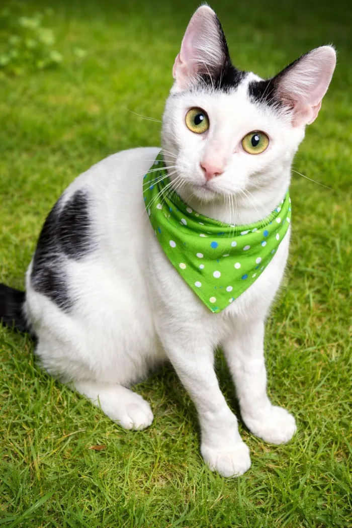 Gato raça SRD-ViraLata idade 7 a 11 meses nome Nino 