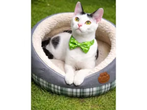 Gato raça SRD-ViraLata idade 7 a 11 meses nome Nino 