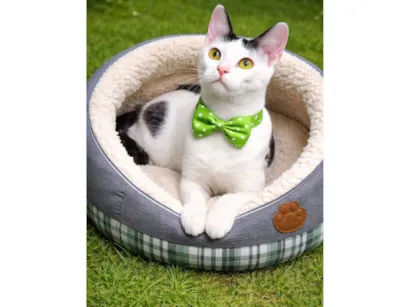 Gato raça SRD-ViraLata idade 7 a 11 meses nome Nino 