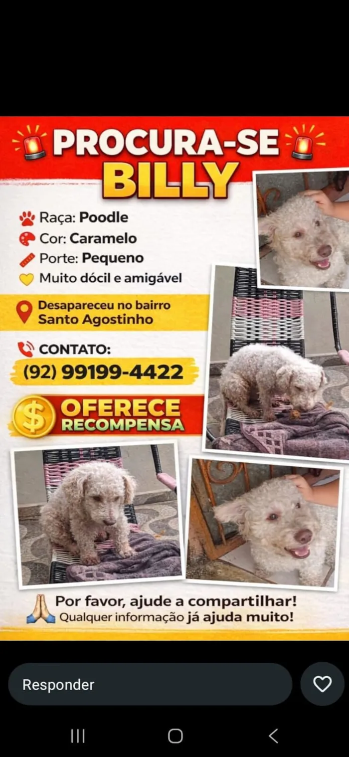 Cachorro raça Poodle idade 6 ou mais anos nome BILLY 