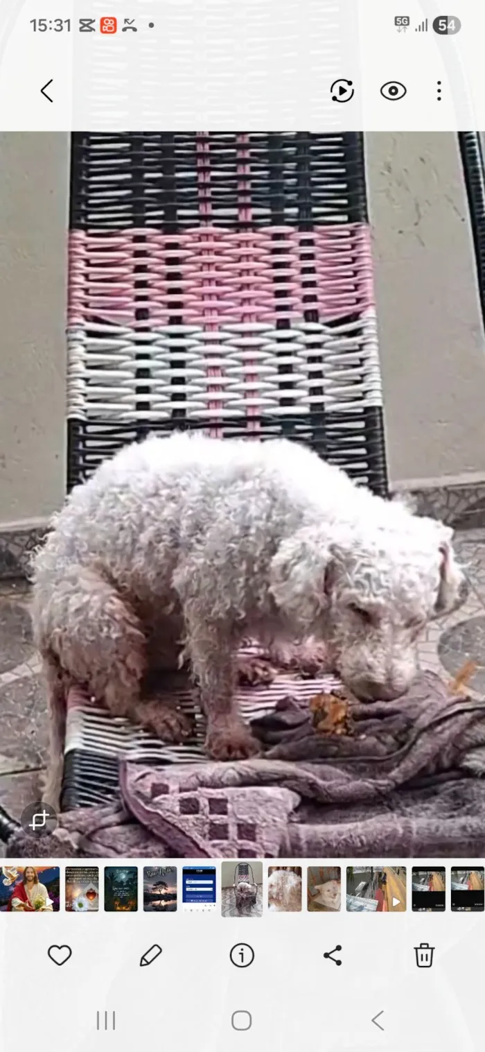 Cachorro raça Poodle idade 6 ou mais anos nome BILLY 