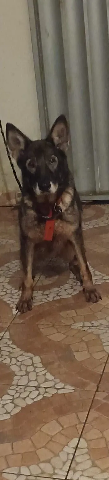 Cachorro raça Pastor Alemão idade 4 anos nome Glenda 