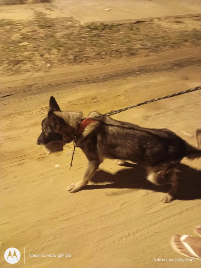 Cachorro raça Pastor Alemão idade 4 anos nome Glenda 