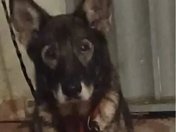 Cachorro raça Pastor Alemão idade 4 anos nome Glenda 