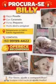 BILLY PROCURA-SE BILLY Raça: Poodle Cor: Caramelo Porte: Pequeno Muito dócil amigável e Desapareceu no bairro Santo Agostinho CONTATO: (92) 99199-4422