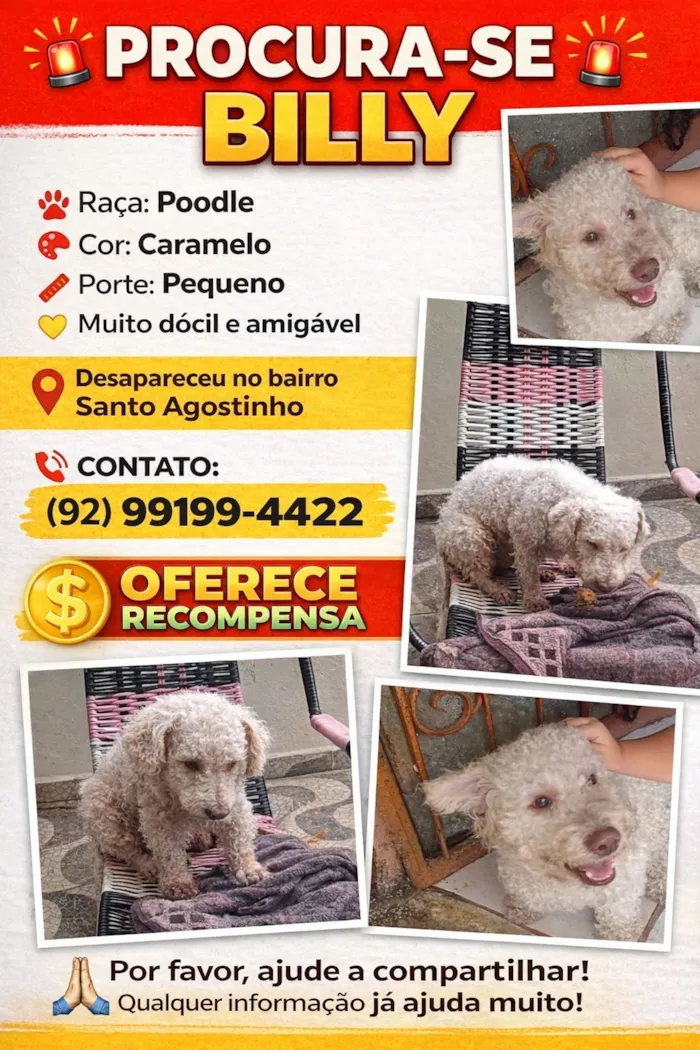 Cachorro raça Poodle idade 6 ou mais anos nome BILLY PROCURA-SE BILLY Raça: Poodle Cor: Caramelo Porte: Pequeno Muito dócil amigável e Desapareceu no bairro Santo Agostinho CONTATO: (92) 99199-4422