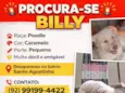 BILLY PROCURA-SE BILLY Raça: Poodle Cor: Caramelo Porte: Pequeno Muito dócil amigável e Desapareceu no bairro Santo Agostinho CONTATO: (92) 99199-4422