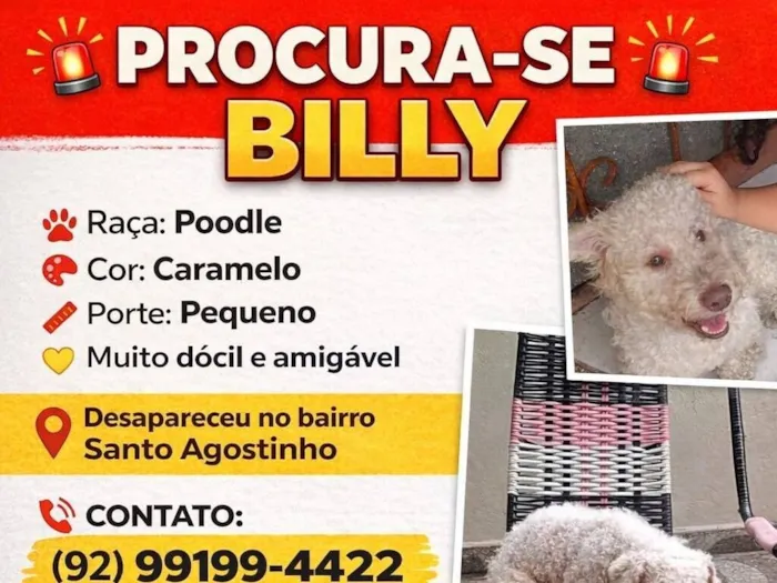 Cachorro raça Poodle idade 6 ou mais anos nome BILLY PROCURA-SE BILLY Raça: Poodle Cor: Caramelo Porte: Pequeno Muito dócil amigável e Desapareceu no bairro Santo Agostinho CONTATO: (92) 99199-4422