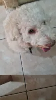 BILLY PROCURA-SE BILLY Raça: Poodle Cor: Caramelo Porte: Pequeno Muito dócil amigável e Desapareceu no bairro Santo Agostinho CONTATO: (92) 99199-4422