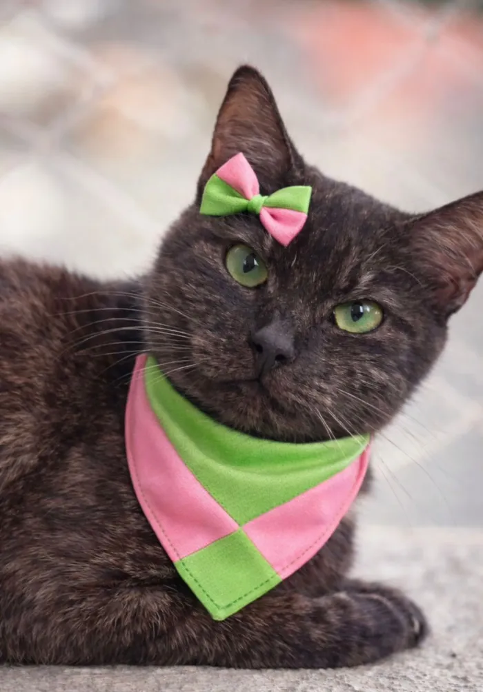 Gato raça SRD-ViraLata idade 7 a 11 meses nome Esmeralda 