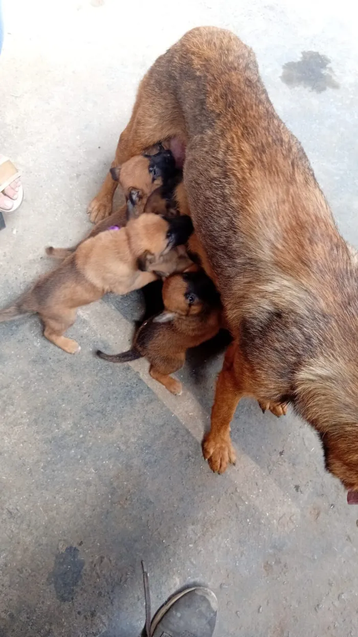 Cachorro raça Pastor Alemão idade Abaixo de 2 meses nome nome a escolher 