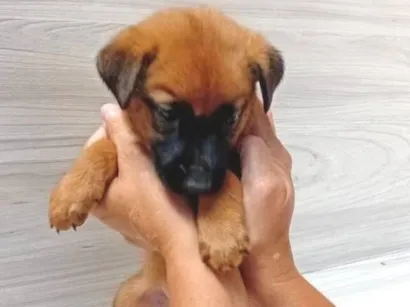 Cachorro raça Pastor Alemão idade Abaixo de 2 meses nome nome a escolher 