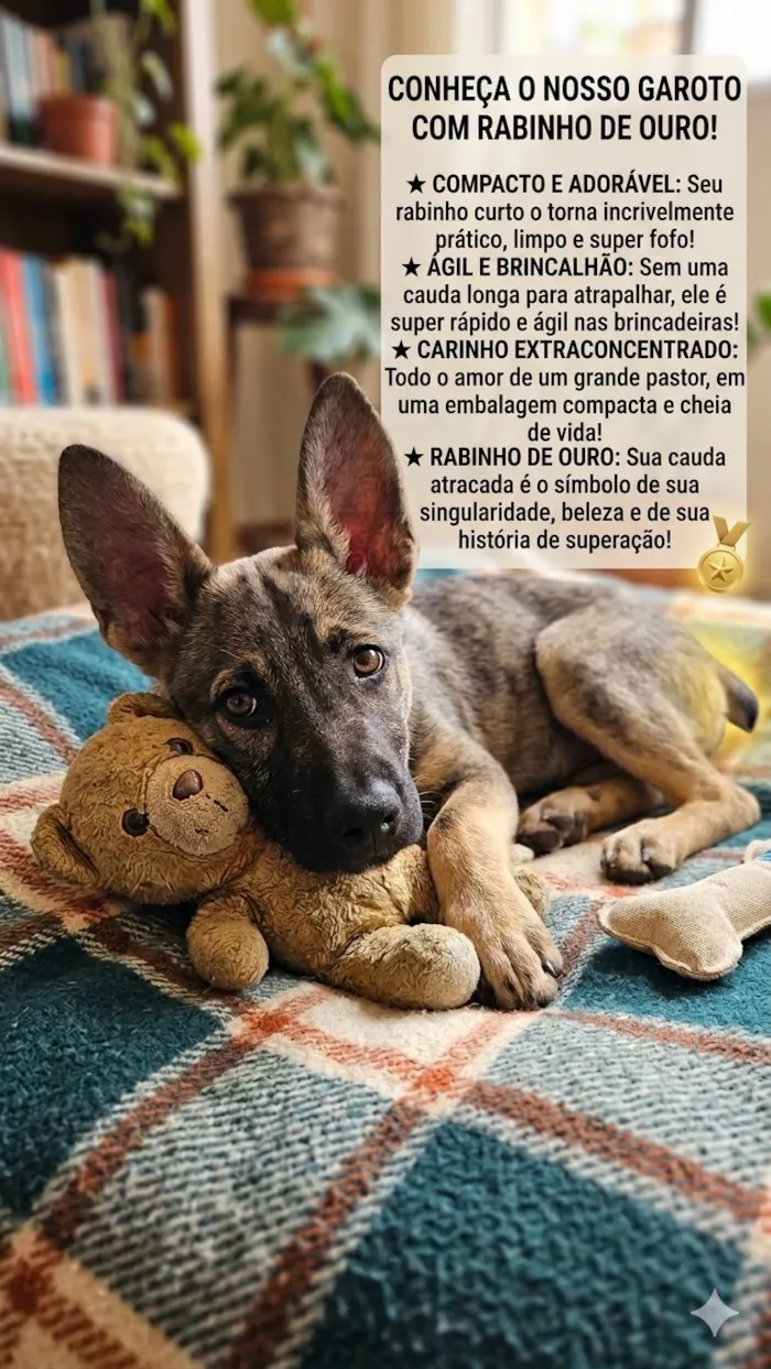 Cachorro raça SRD-ViraLata idade 2 a 6 meses nome Lindo