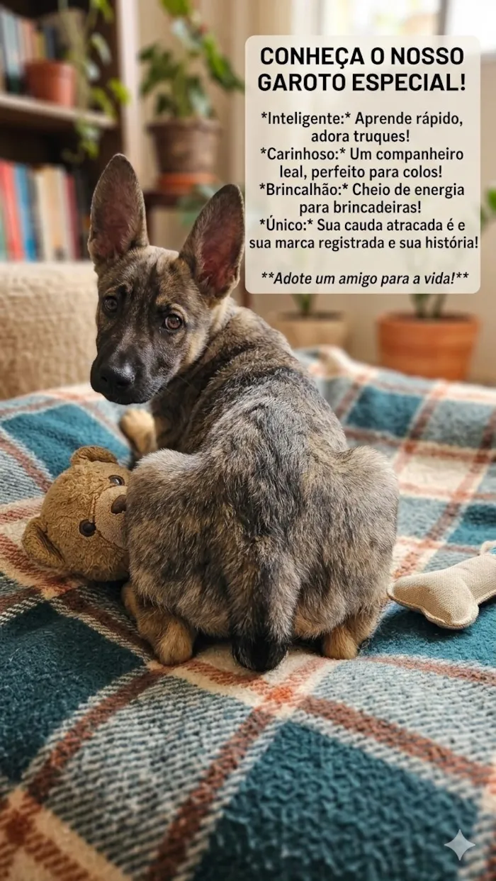 Cachorro raça SRD-ViraLata idade 2 a 6 meses nome Lindo
