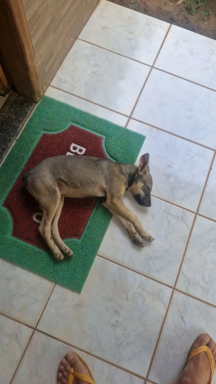 Cachorro raça SRD-ViraLata idade 2 a 6 meses nome Lindo